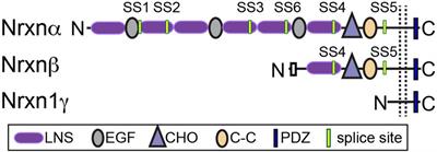 Neurexins and their ligands at inhibitory synapses